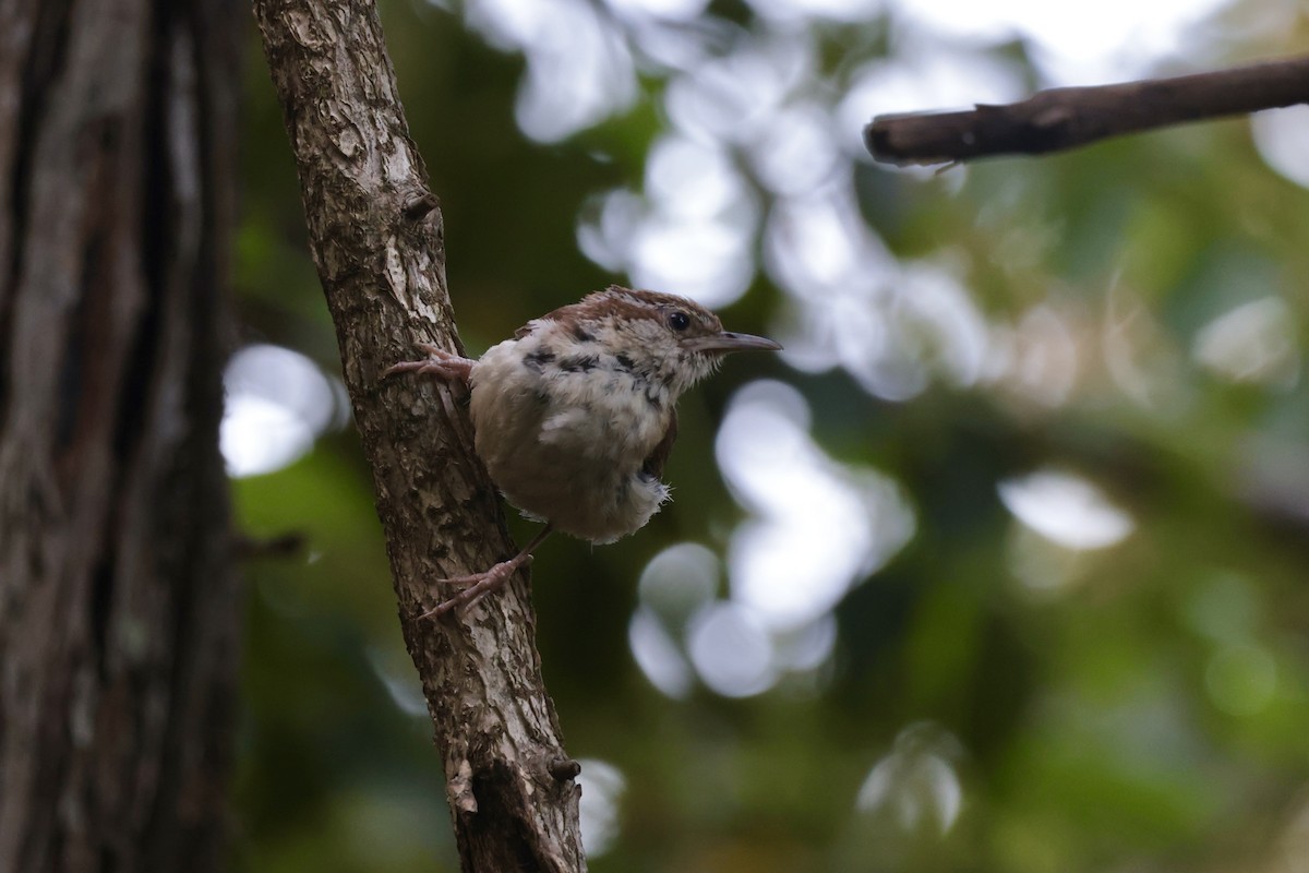 Carolina Wren - ML655494950