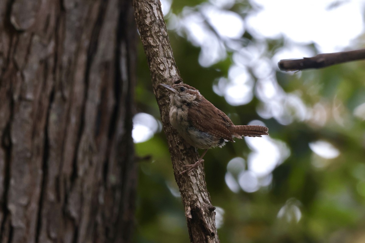 Carolina Wren - ML655494951