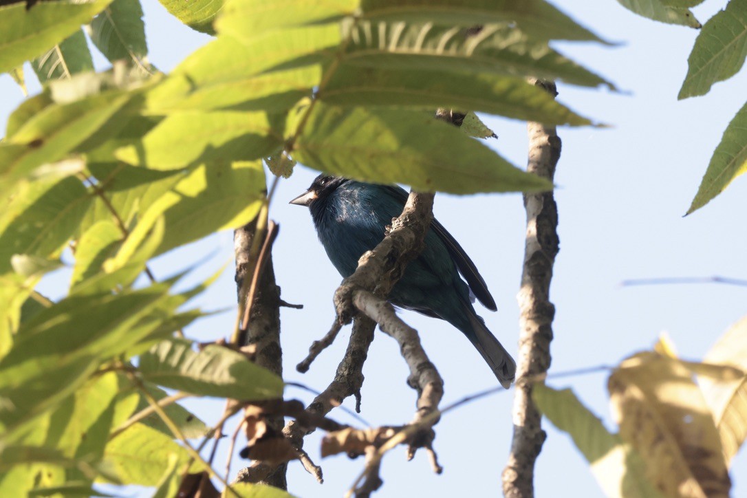 Indigo Bunting - ML655495574