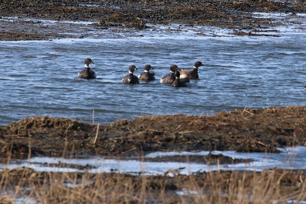 Brant - ML655496046