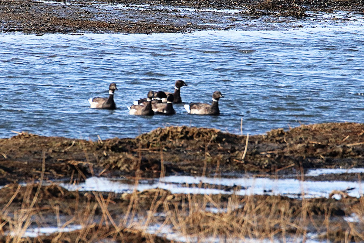 Brant - ML655496047