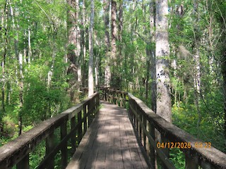 Edisto Nature Trail, Colleton, South Carolina, United States - eBird ...