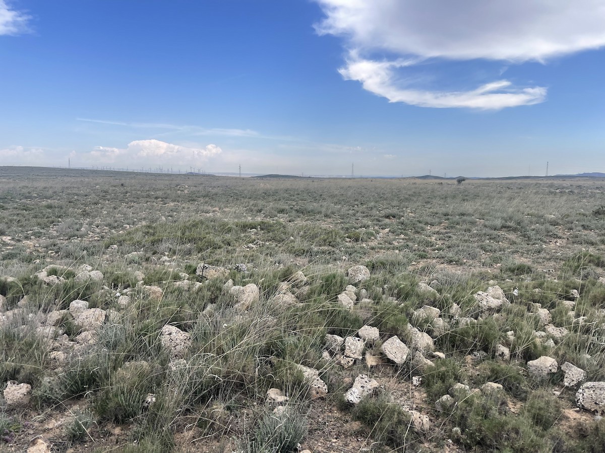 null - ML655498232
