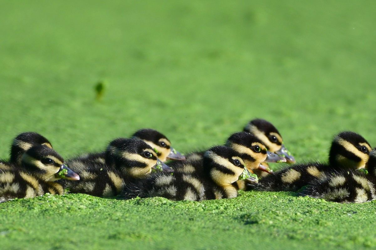 Black-bellied Whistling-Duck - ML65549841