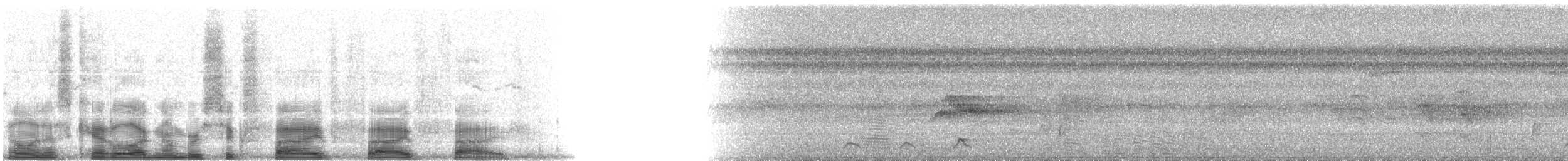 Baird's Trogon - ML6555