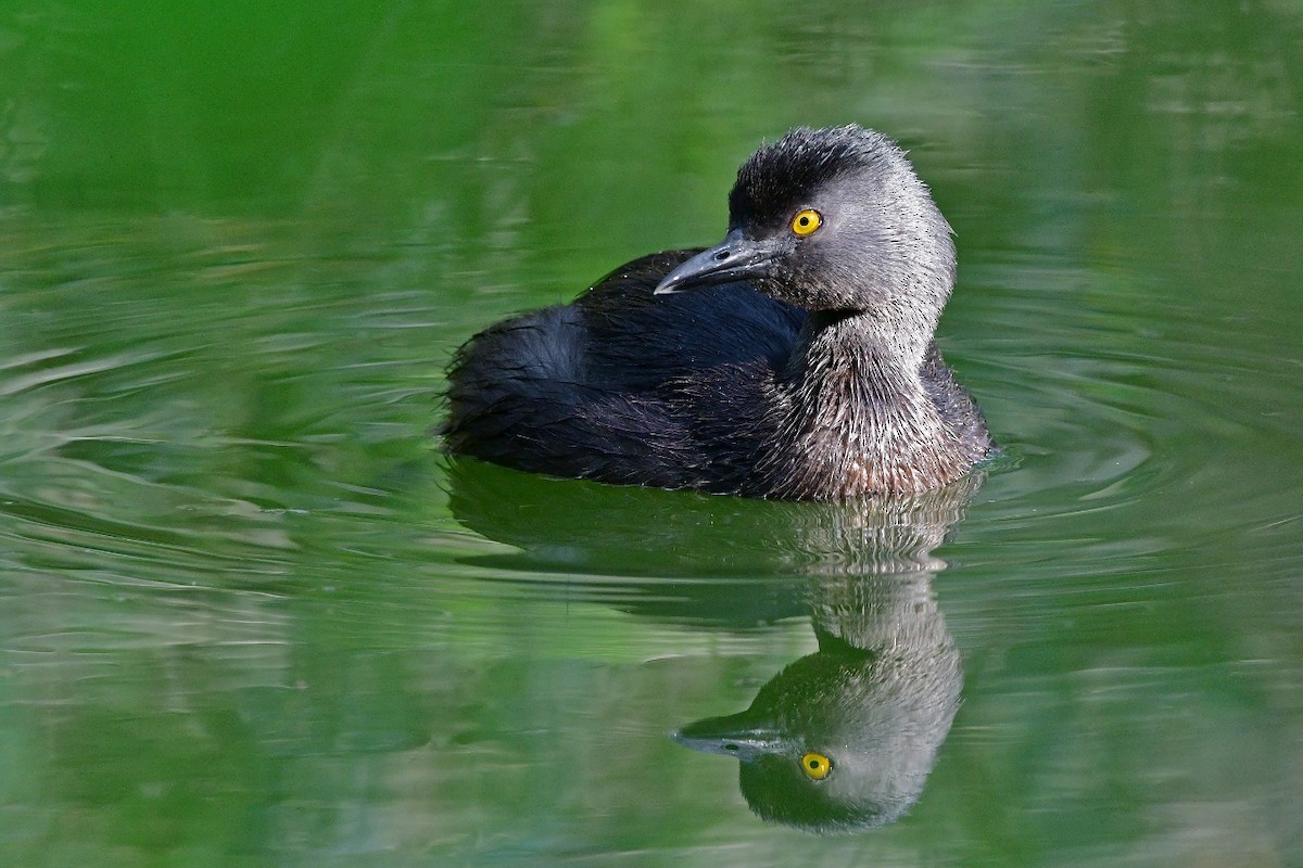 Least Grebe - ML65550021