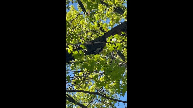 Downy Woodpecker (Eastern) - ML655500261