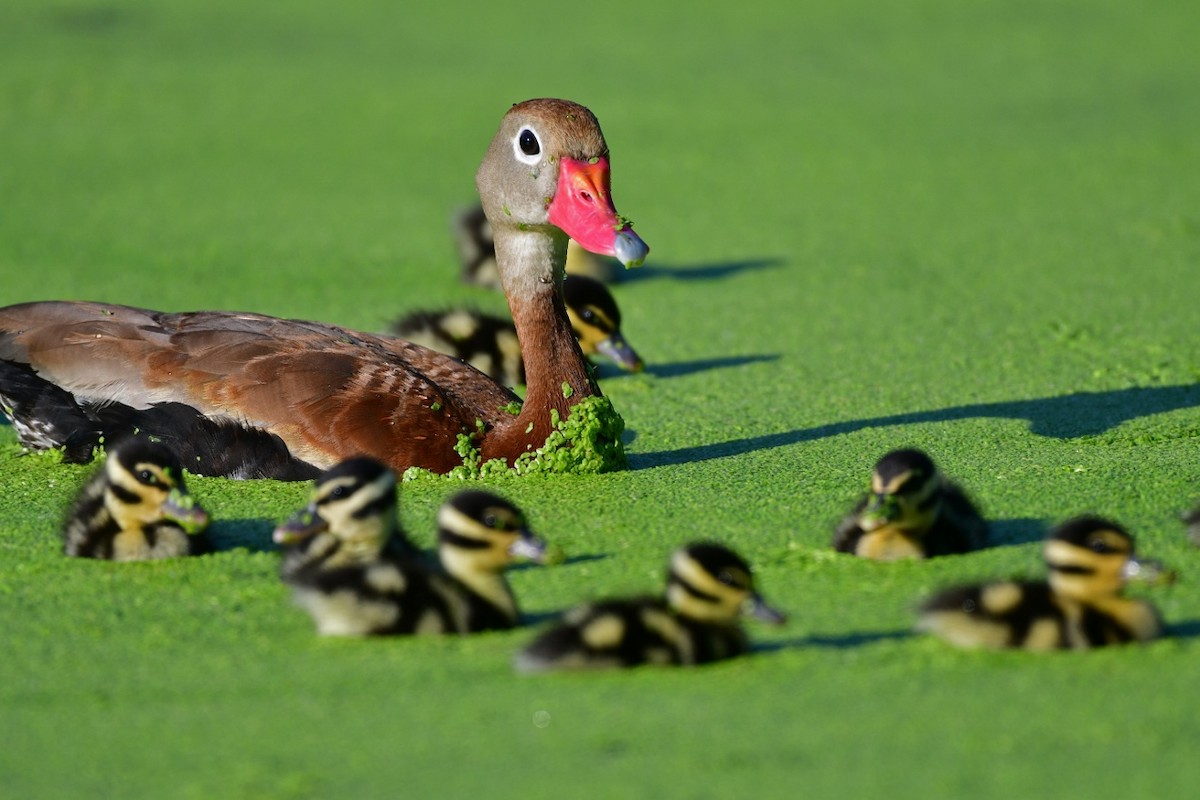 Black-bellied Whistling-Duck - ML65550031