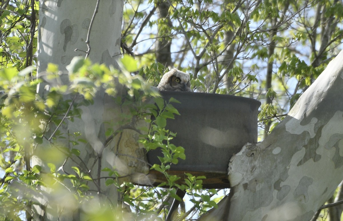 Great Horned Owl - ML655501118