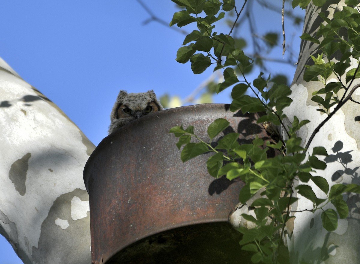 Great Horned Owl - ML655501124