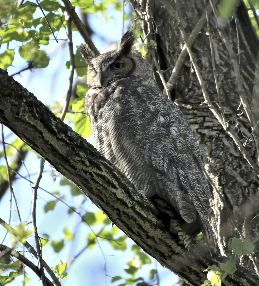 Great Horned Owl - ML655501128