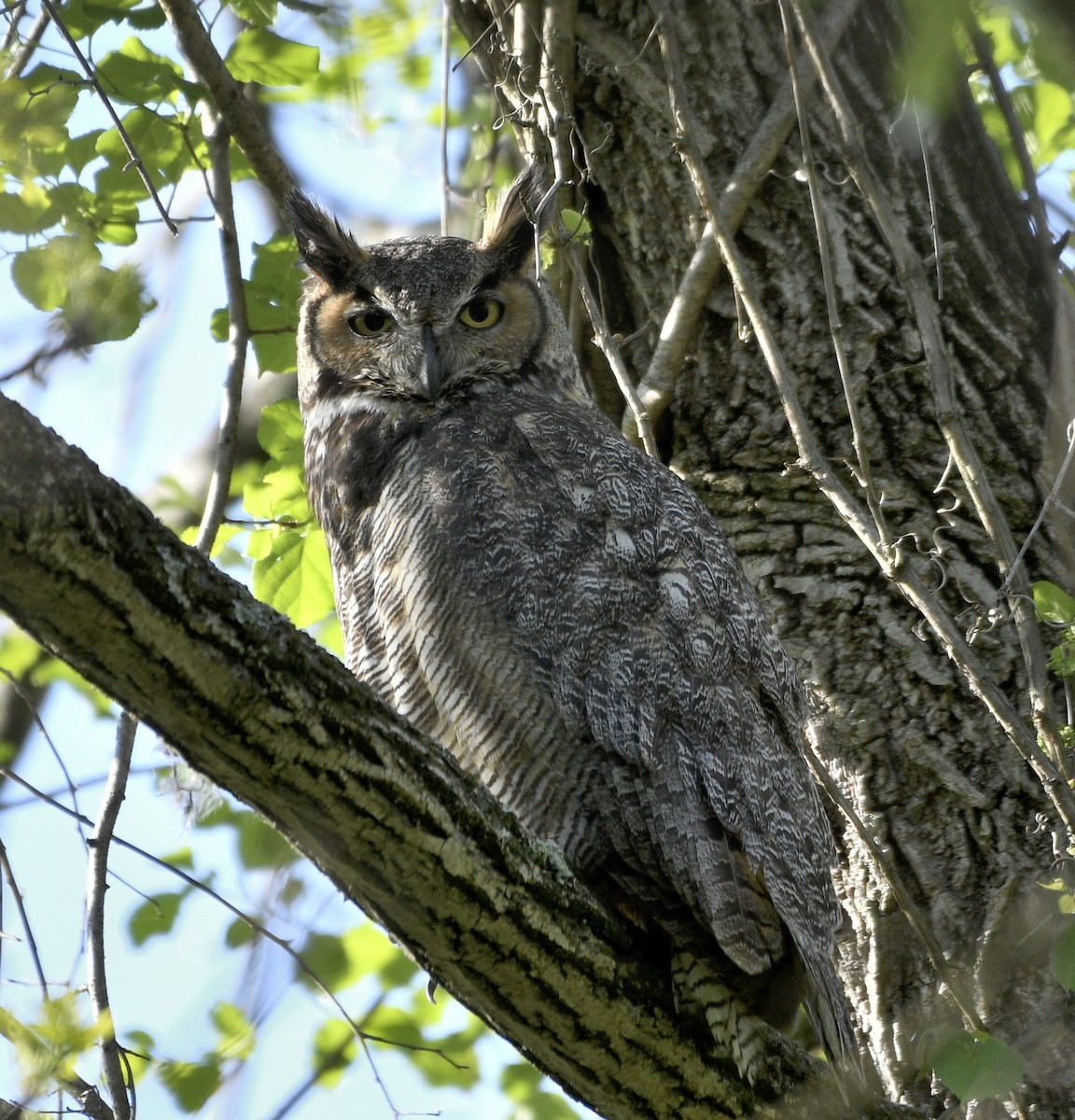 Great Horned Owl - ML655501136