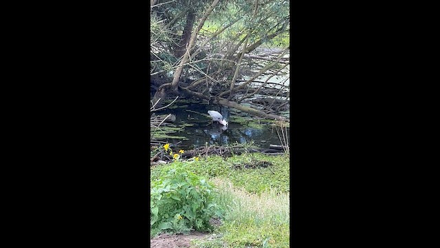 Great Blue Heron - ML655501164