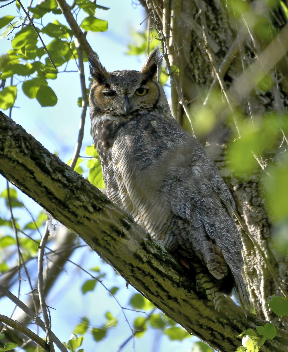 Great Horned Owl - ML655501178