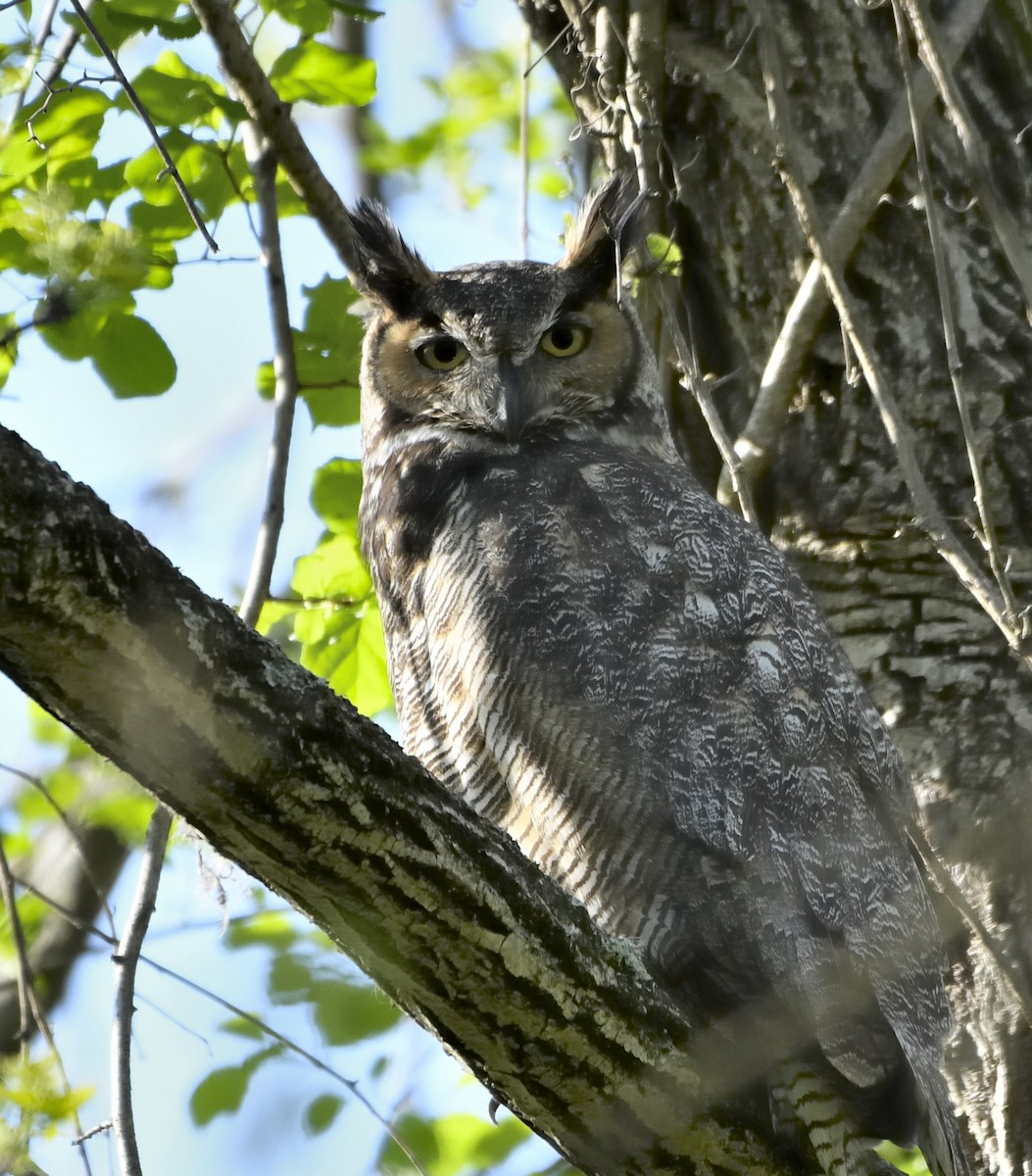 Great Horned Owl - ML655501189
