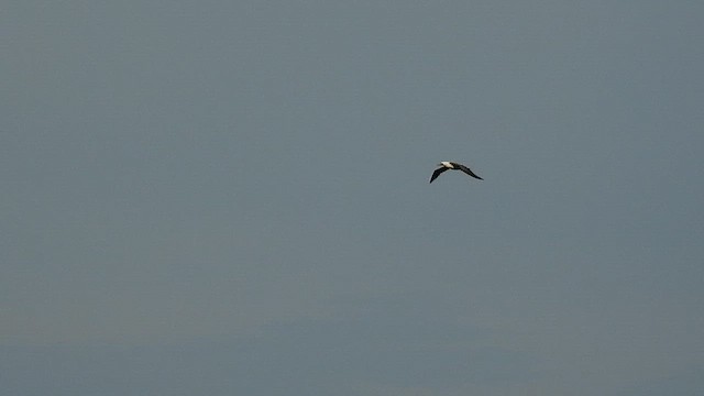 Peruvian Booby - ML655501342