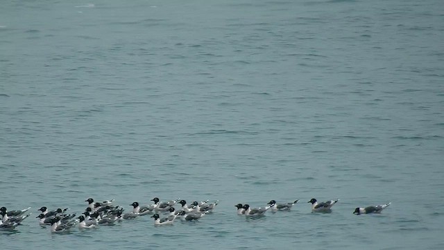 Franklin's Gull - ML655501942