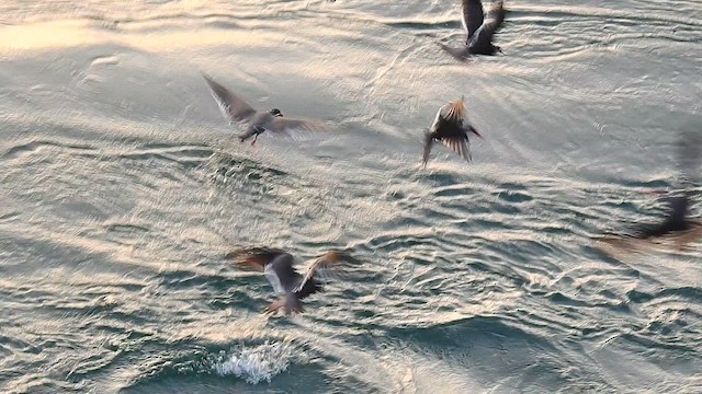 Inca Tern - ML655501977