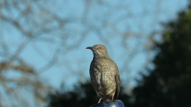 Curve-billed Thrasher - ML655502263