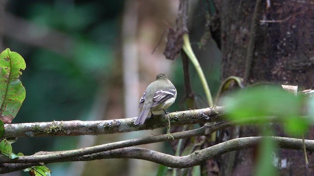 Yellow-bellied Flycatcher - ML655502326