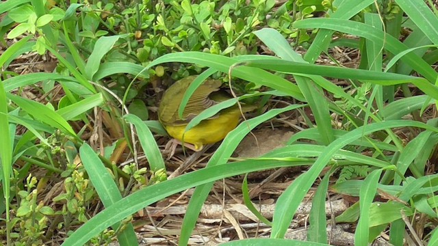 Kentucky Warbler - ML655502335