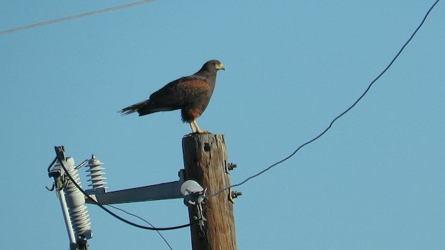 Harris's Hawk - ML655502530