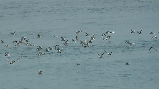 Franklin's Gull - ML655502589