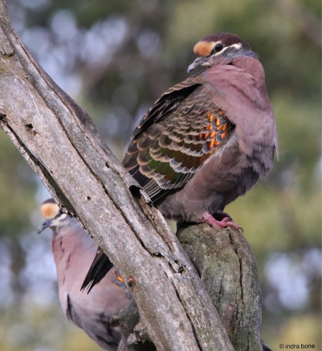 Common Bronzewing - Indra Bone