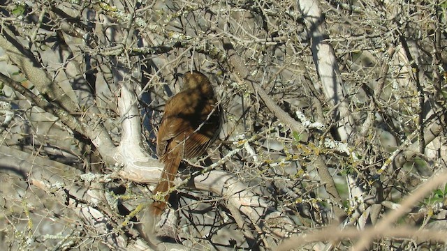 Long-billed Thrasher - ML655502836