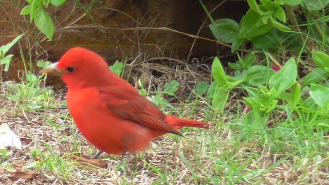 Summer Tanager - ML655503002