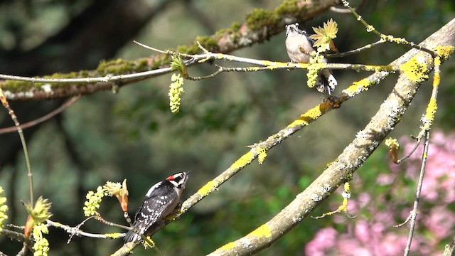 Downy Woodpecker (Pacific) - ML655503462