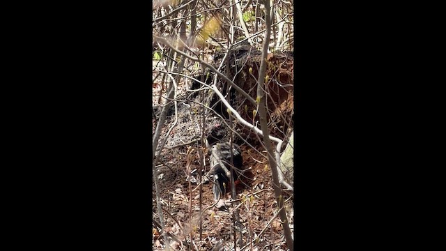 Pileated Woodpecker - ML655503542