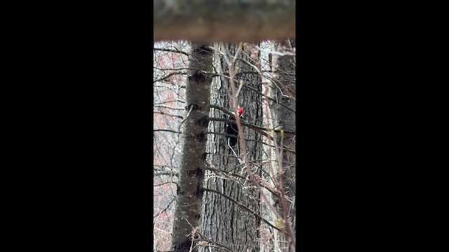 Pileated Woodpecker - ML655503686