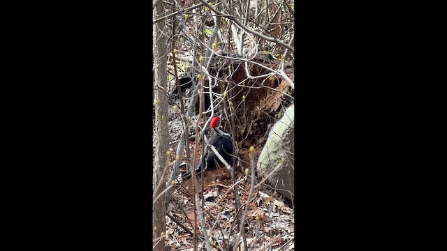 Pileated Woodpecker - ML655503688