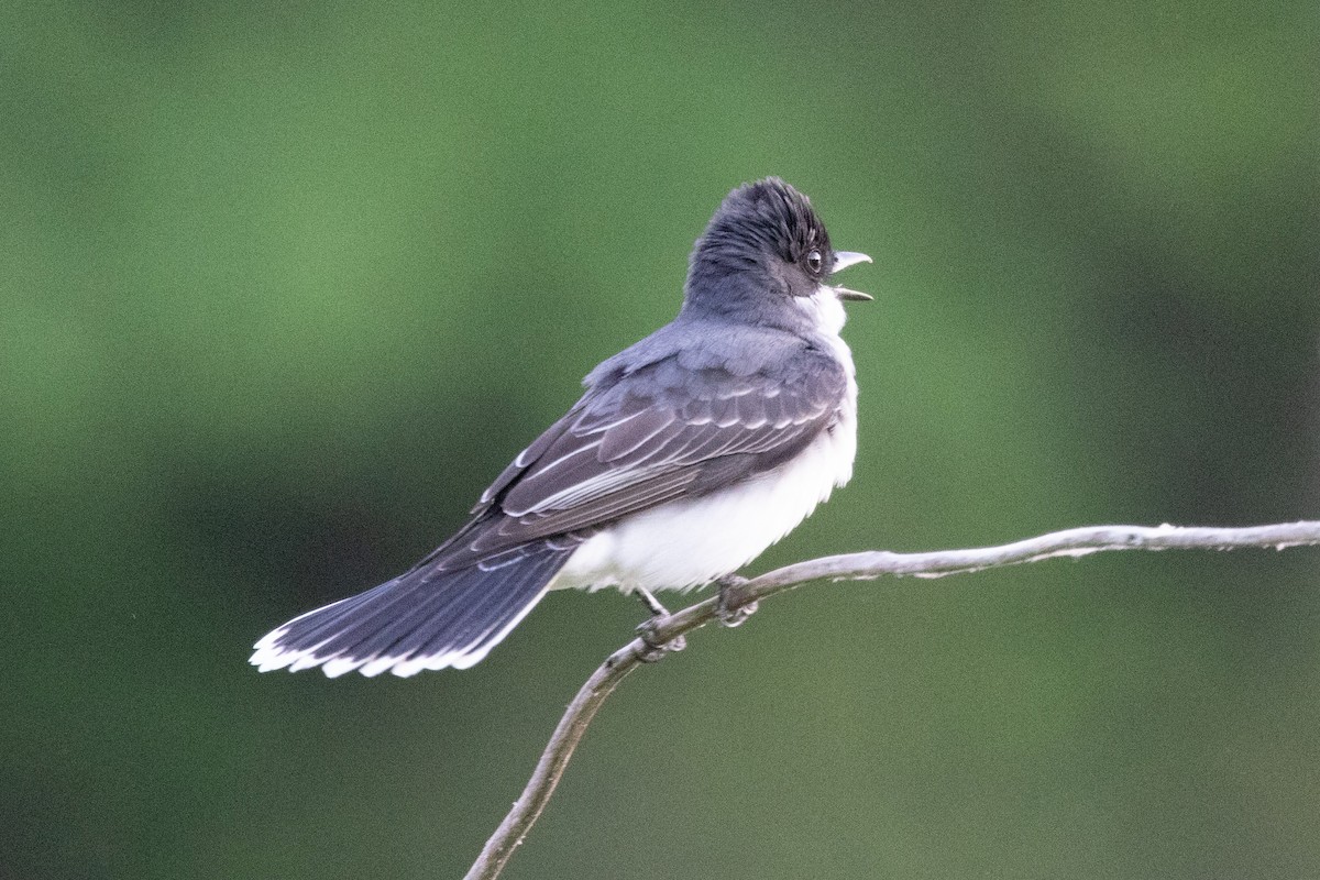Eastern Kingbird - ML655503823