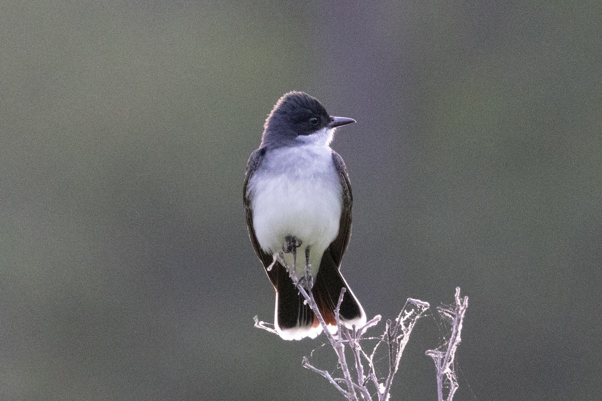 Eastern Kingbird - ML655503824