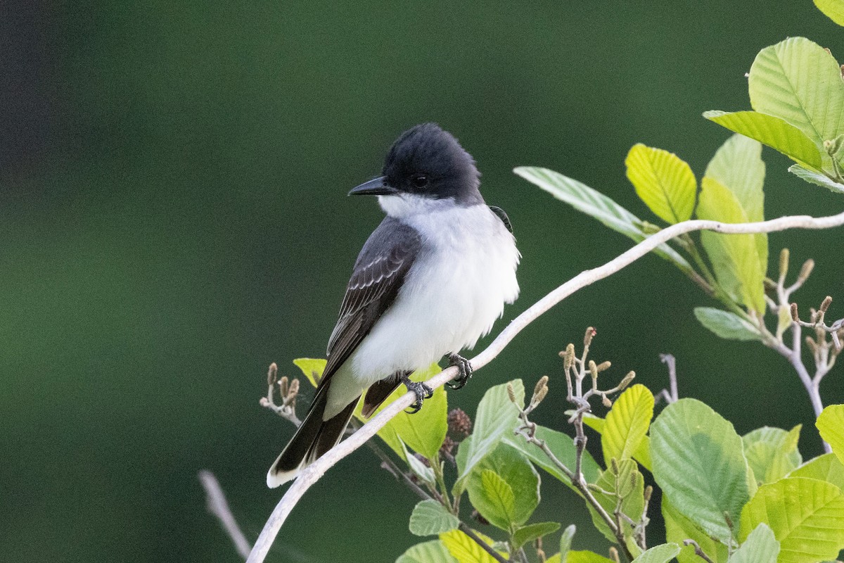 Eastern Kingbird - ML655503825