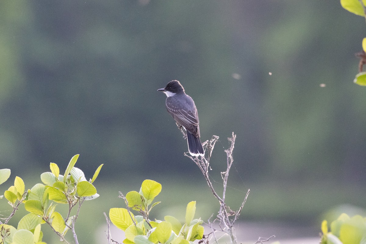 Eastern Kingbird - ML655503826