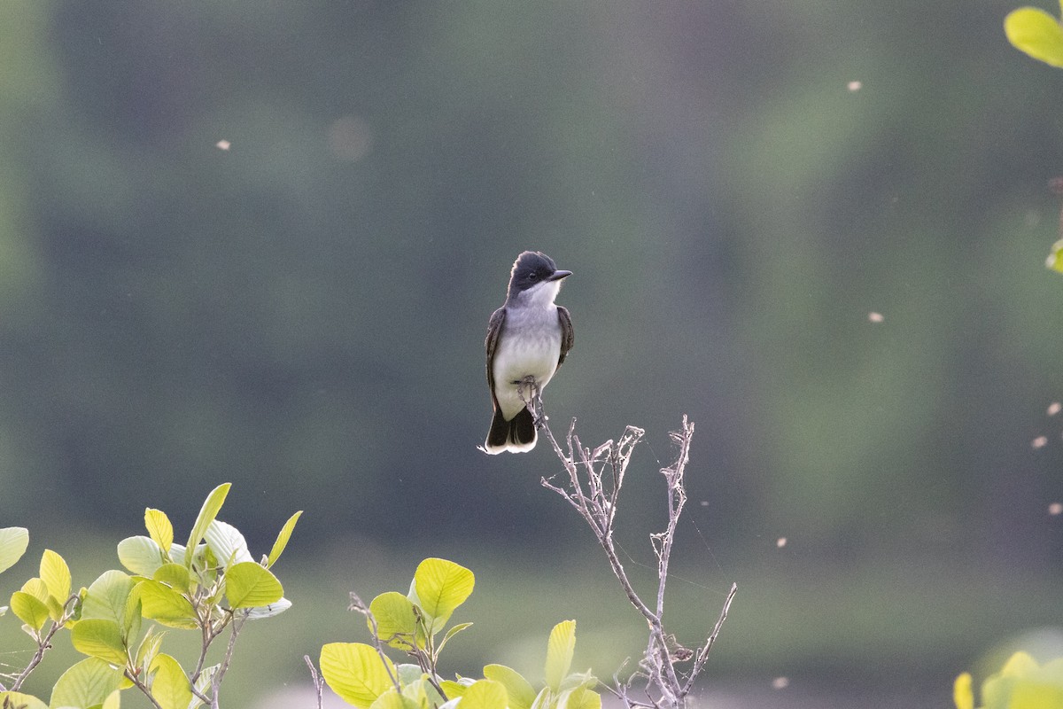 Eastern Kingbird - ML655503827