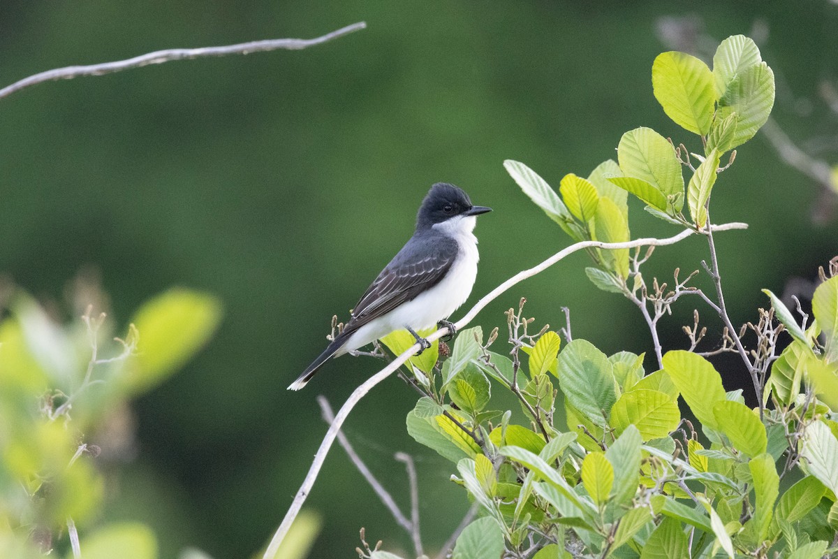 Eastern Kingbird - ML655503828