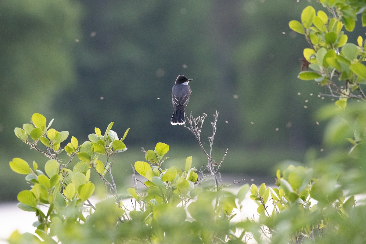 Eastern Kingbird - ML655503829