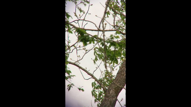 Blue-winged Warbler - ML655504021