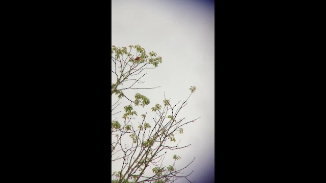 Summer Tanager - ML655504060