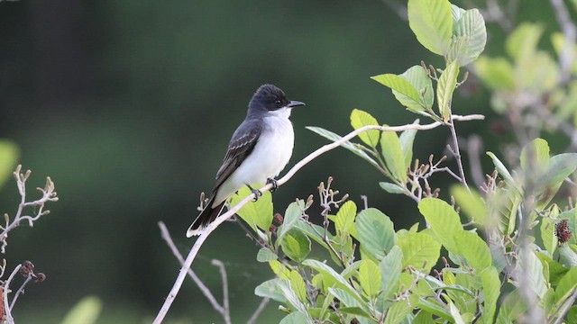 Eastern Kingbird - ML655504065