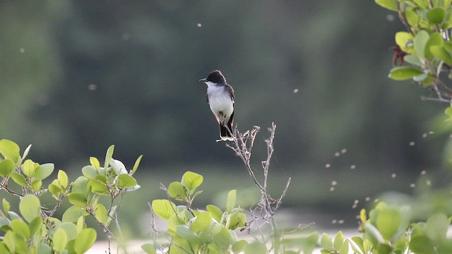 Eastern Kingbird - ML655504066