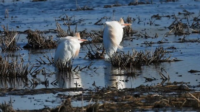 Western Cattle-Egret - ML655504196