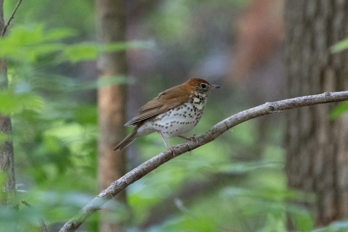 Wood Thrush - ML655505231
