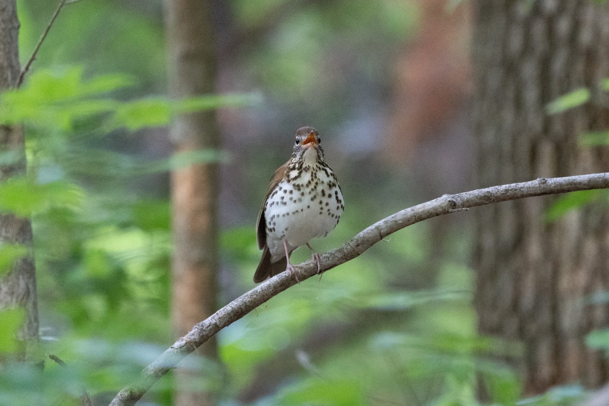 Wood Thrush - ML655505232