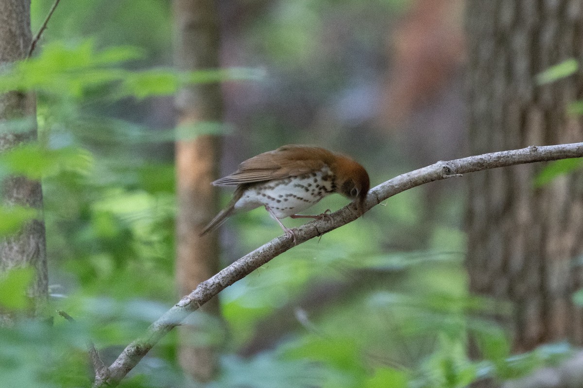 Wood Thrush - ML655505233