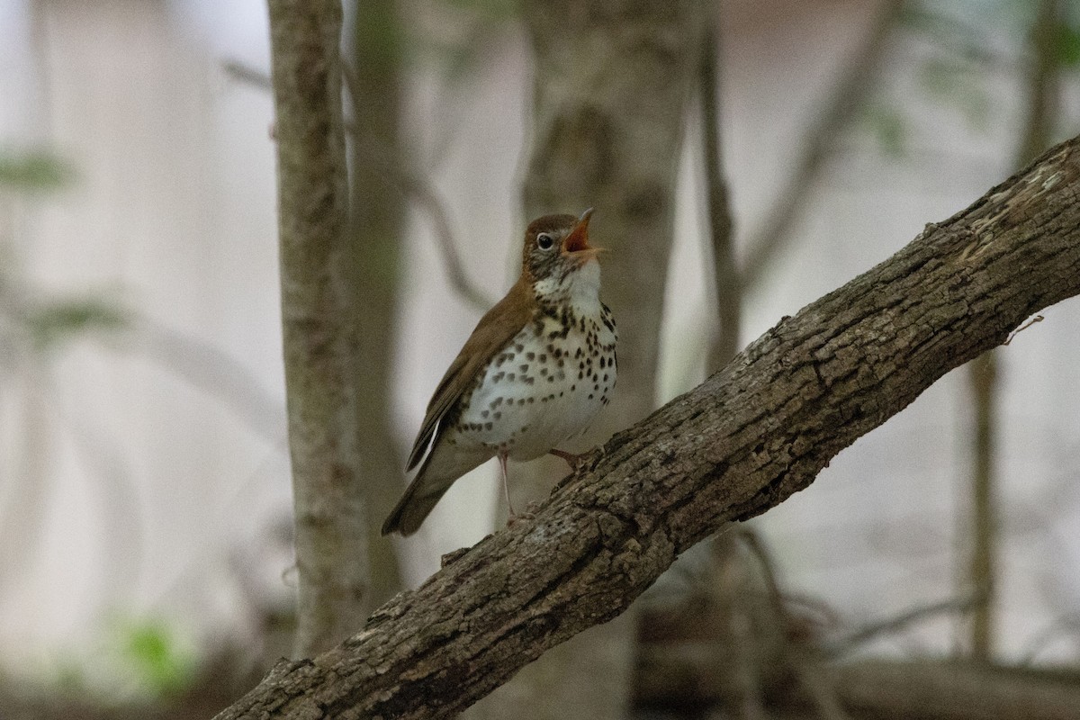 Wood Thrush - ML655505234